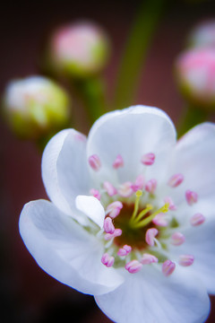 梨花开