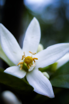 橘子花