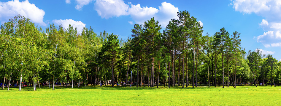 阳光森林全景