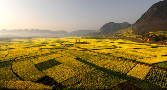 油菜花