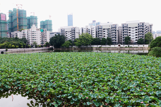 福州黎明湖公园