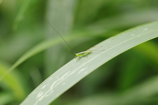 昆虫素材