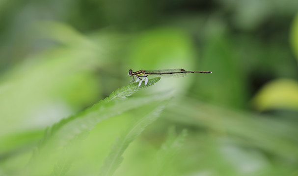 昆虫摄影