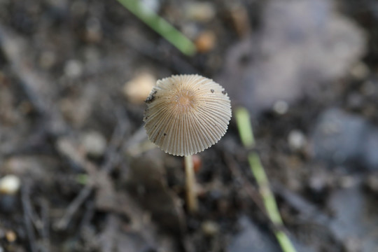 野生毒蘑菇