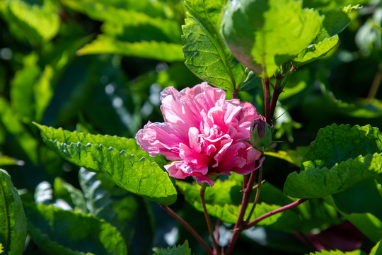 木槿花