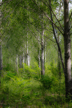 绿野仙踪小树林杨树油画风景背景