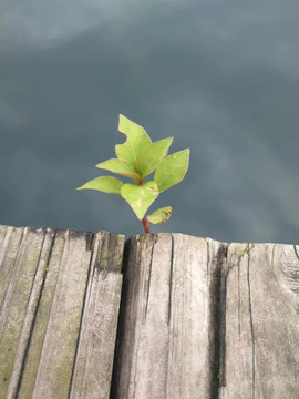 水边的小草