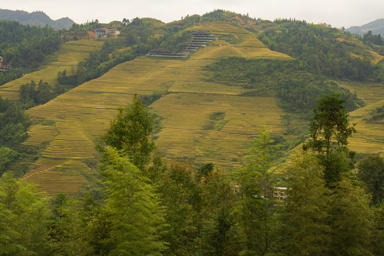 大山与稻田