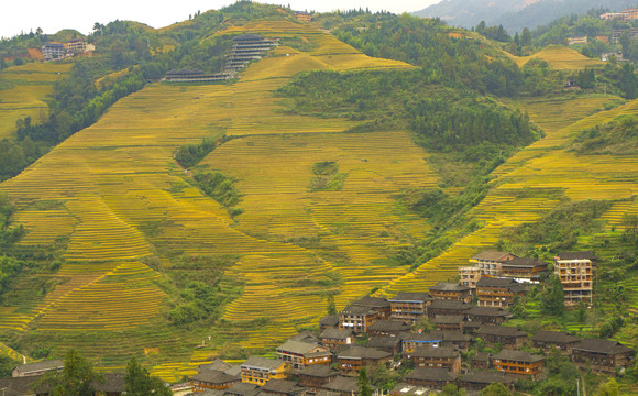 山寨梯田