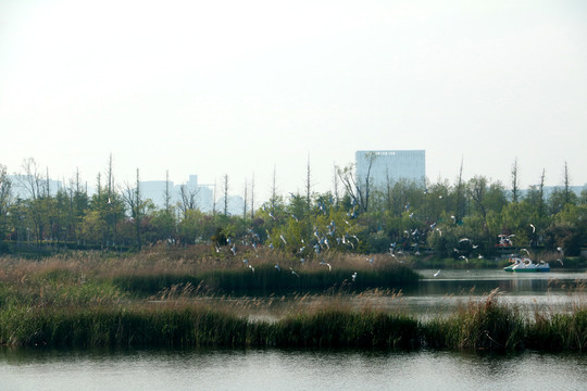 湿地飞鸟