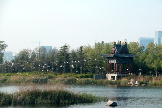 湿地飞鸟