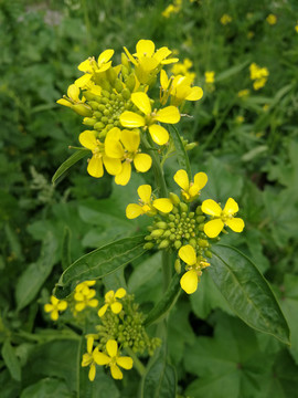 油菜花