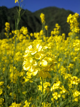 油菜花