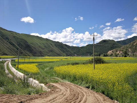 油菜花