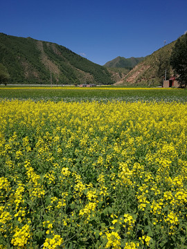 油菜花