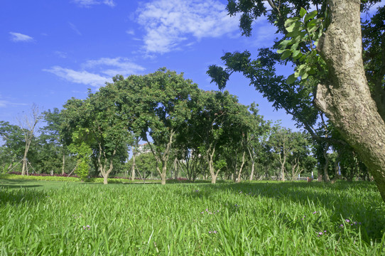 公园绿树空间
