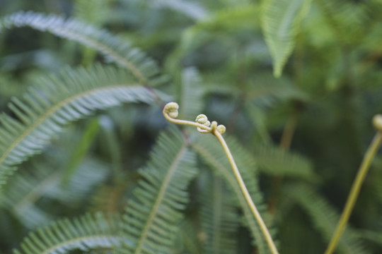 芒萁