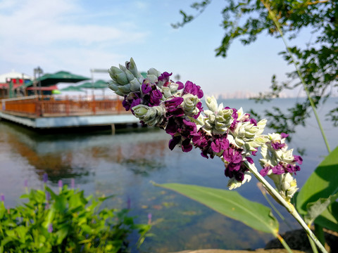 东湖梅园码头再力花