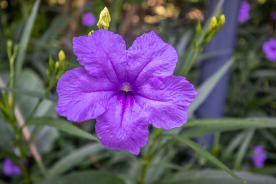 翠芦莉