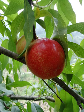 黄油桃