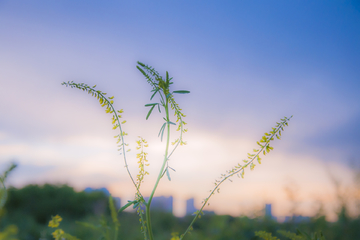 朦胧草