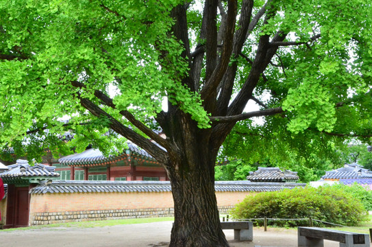 韩国首尔景福宫