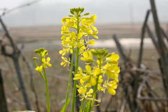 菜花