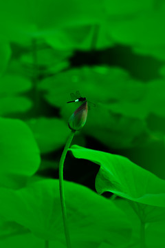 梦幻荷花莲花红莲