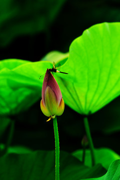 梦幻红莲花蜻蜓