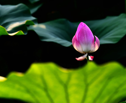 梦幻红莲花