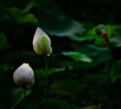 荷花莲花白莲花