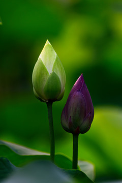 荷花莲花红莲花白莲花