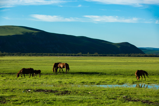 夏季湿地草原马群