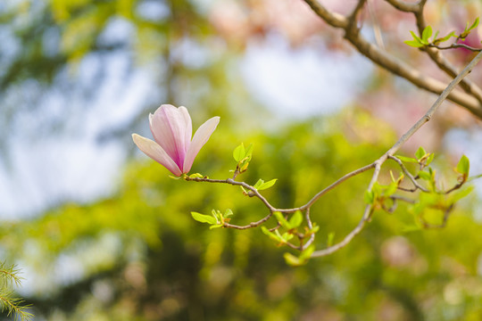 玉兰花