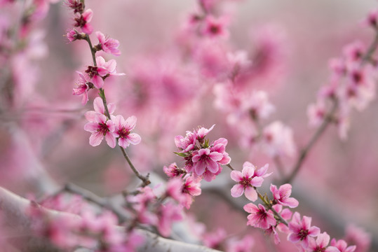 唯美桃花