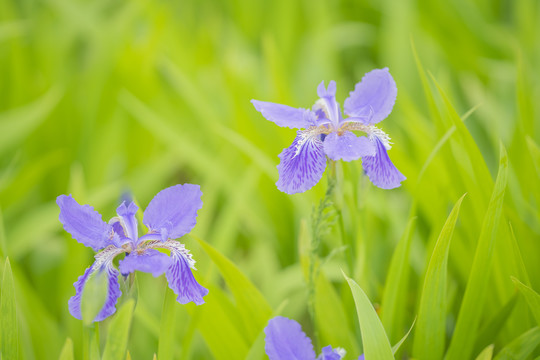 鸢尾花