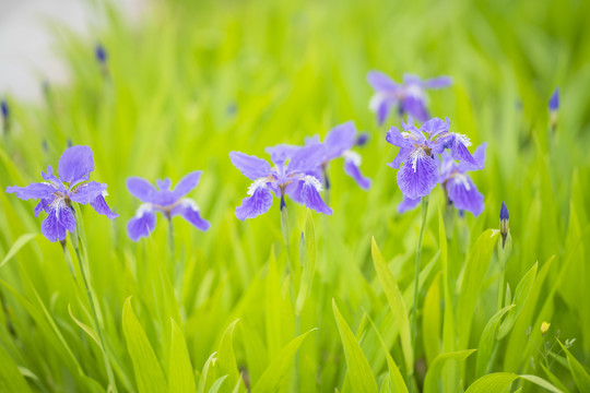 鸢尾花