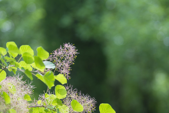 黄栌花