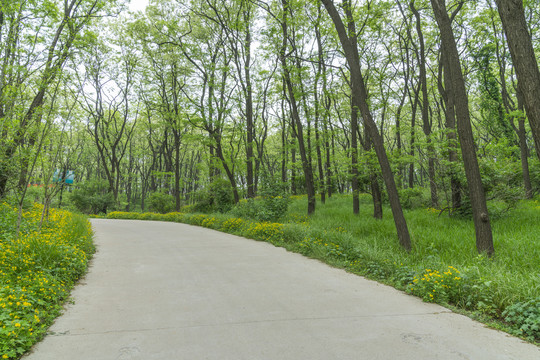 森林小路