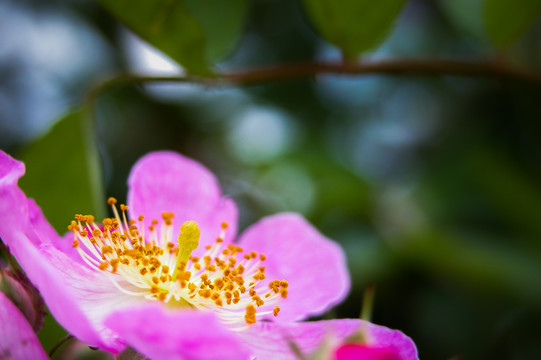 缫丝花