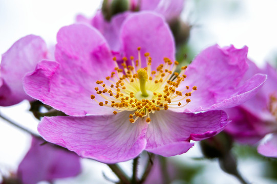 缫丝花