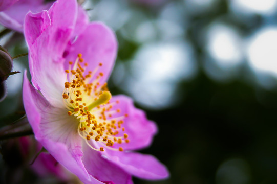 缫丝花