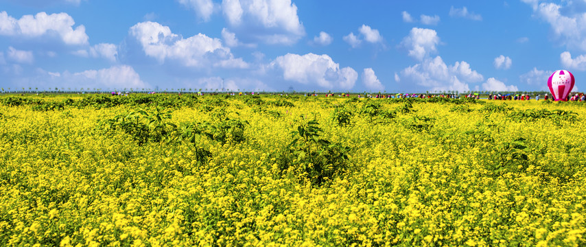 油菜花海全景