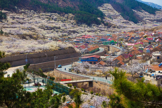 山谷花开