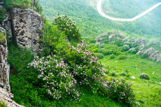 冰山梁