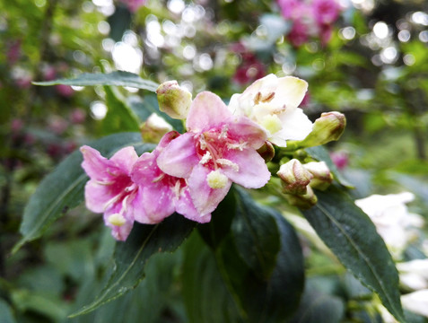 春天锦带花写生素材