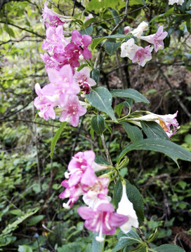 春天锦带花写生素材