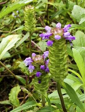 高山野生药材夏枯草素材特写