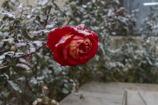 被雪覆盖的红色玫瑰花