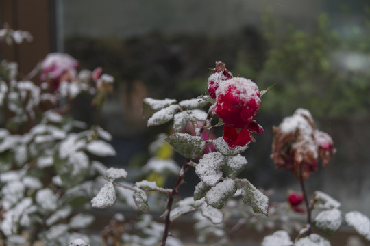 被雪覆盖的红色玫瑰花